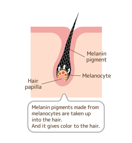Mécanisme Illustration Vectorielle Cheveux Pigmentés — Image vectorielle