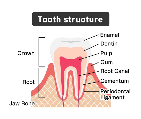 Anatomia Zębów Płaski Wektor Ilustracji — Wektor stockowy