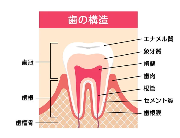 Foganatómia Lapos Vektor Illusztráció Japán — Stock Vector