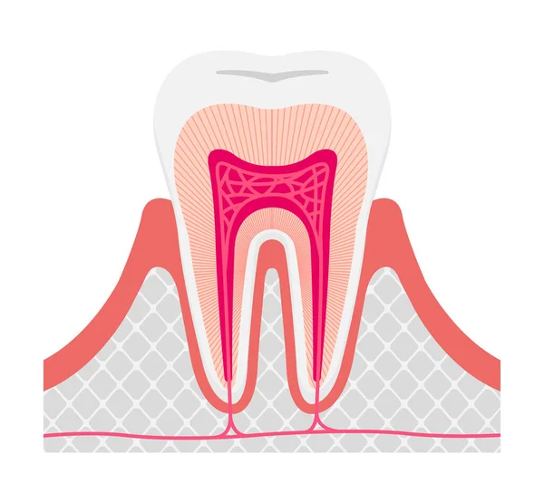 Anatomía Dental Saludable Ilustración Vector Plano Sin Texto — Vector de stock