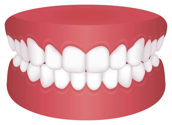 Problemy Zębami Typ Ugryzienia Ilustracja Wektor Normal Bite — Wektor stockowy