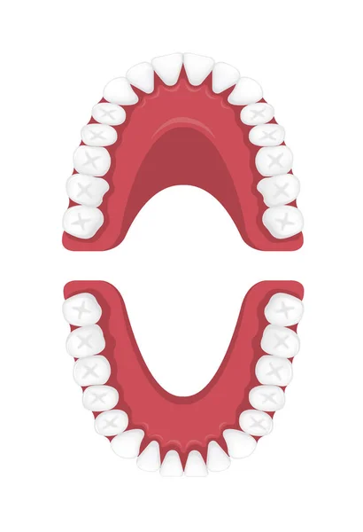 Ilustração Vetor Gráfico Dentes Permanentes Humanos Sem Texto — Vetor de Stock