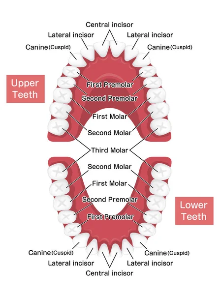 Ludzkie Stałe Zęby Wykres Wektor Ilustracja — Wektor stockowy