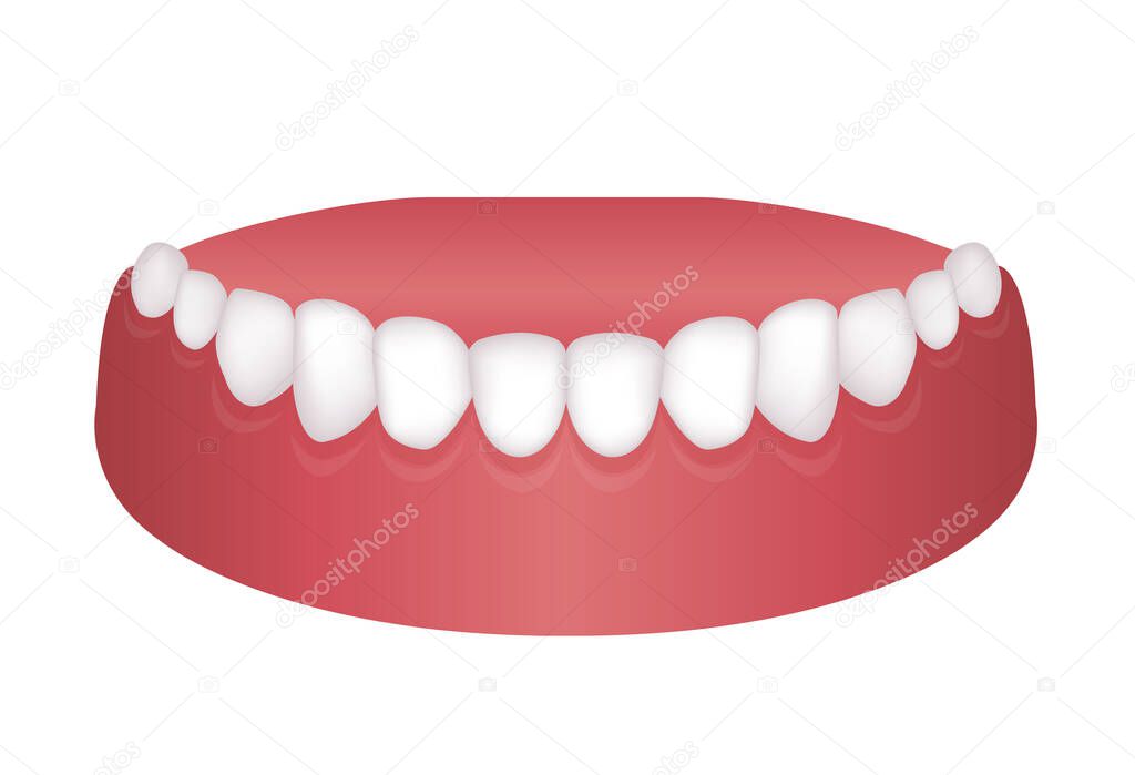 Vector illustration of lower dentition (normal teeth)