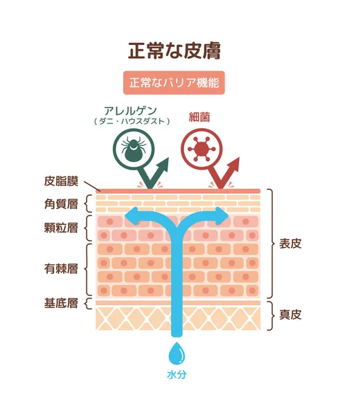 通常のスキン ベクターイラストの断面図 — ストックベクタ