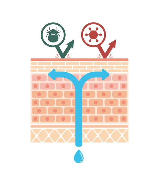 普通皮肤 病媒图解的剖面图 无文本 — 图库矢量图片