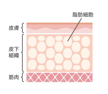 yağ hücreleri vektör illüstrasyonunun bölümsel görünümü