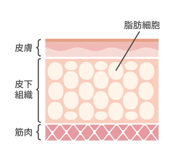 Sectional View Fat Cells Vector Illustration — Stock Vector