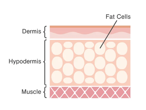 Schnittansicht Der Fettzellen Vektor Illustration — Stockvektor
