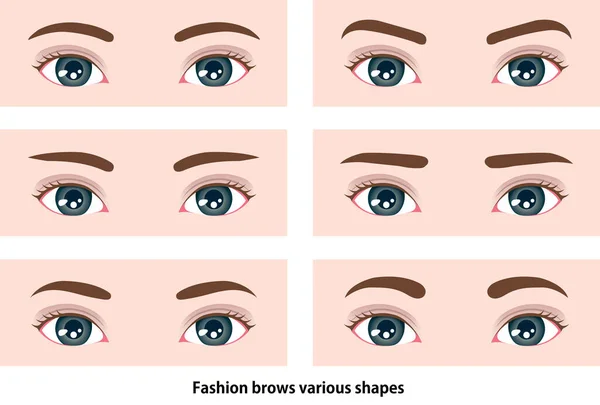 Female Eyebrows Various Shapes Vector Illustration — Stock Vector