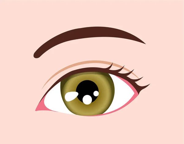 Human Eyeball Eye Color Illustration Hazel — Stock Vector