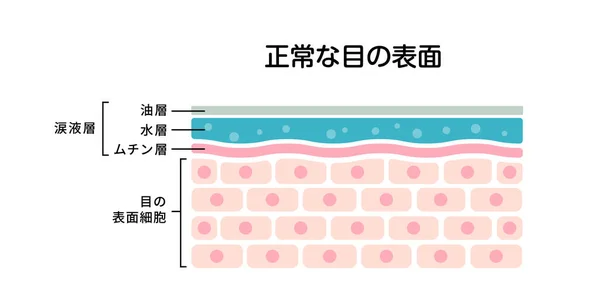 Cross Section Normal Eye Surface Flat Vector Illustration Japanese — Stock Vector