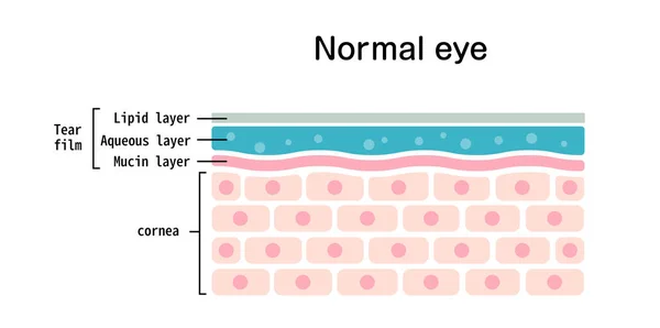 Querschnitt Der Normalen Augenoberfläche Flache Vektorabbildung — Stockvektor