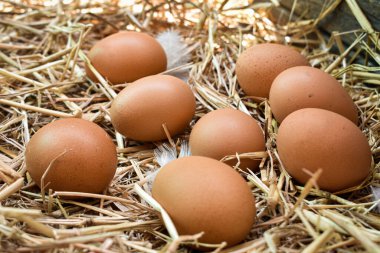 Yuvadaki birçok yumurta samandan yapılır. Çiftlikteki tavuklardan elde edilen yiyecekler. Çiftçilerden sağlıklı ürünler. Kırsal bölgelerden ürünler.