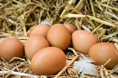 Yuvadaki birçok yumurta samandan yapılır. Çiftlikteki tavuklardan elde edilen yiyecekler. Çiftçilerden sağlıklı ürünler. Kırsal bölgelerden ürünler.