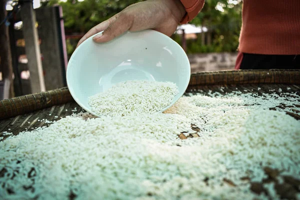 Close Thai Women Holding Jasmine Rice Hands Health Food Products — Stock Photo, Image