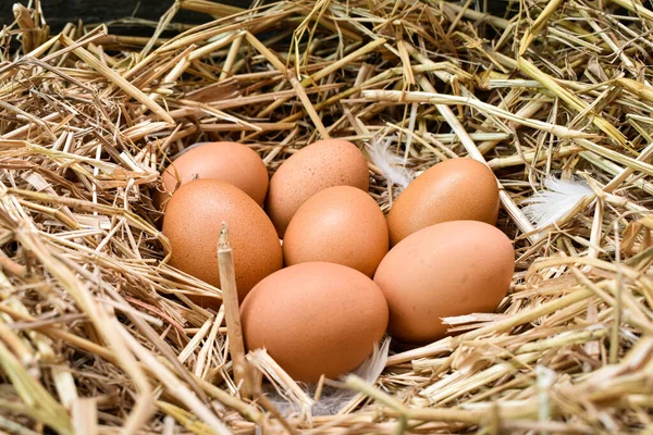 Yuvadaki birçok yumurta samandan yapılır. Çiftlikteki tavuklardan elde edilen yiyecekler. Çiftçilerden sağlıklı ürünler. Kırsal bölgelerden ürünler.