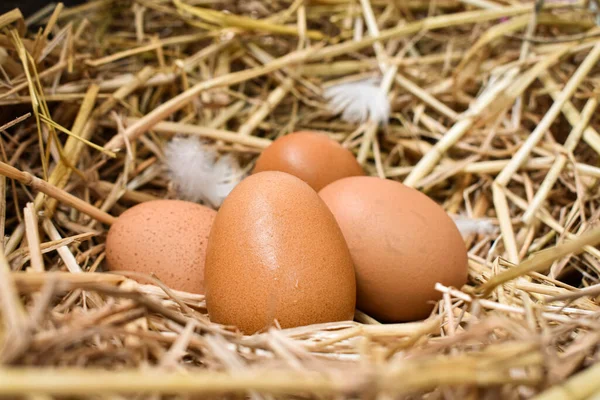 Sok Tojás Fészekben Szalmából Készül Gazdaságokban Csirkékből Nyert Élelmiszer Gazdáktól — Stock Fotó