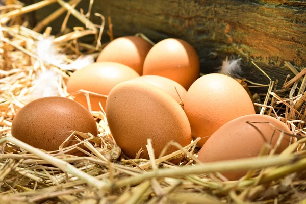 Yuvadaki birçok yumurta samandan yapılır. Çiftlikteki tavuklardan elde edilen yiyecekler. Çiftçilerden sağlıklı ürünler. Kırsal bölgelerden ürünler.