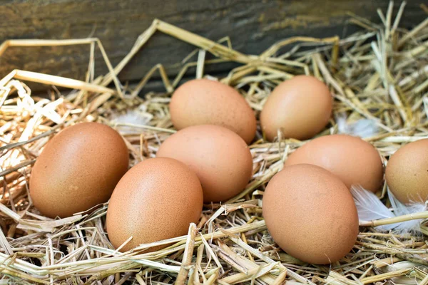Molte Uova Nel Nido Sono Fatte Paglia Alimenti Ottenuti Polli — Foto Stock