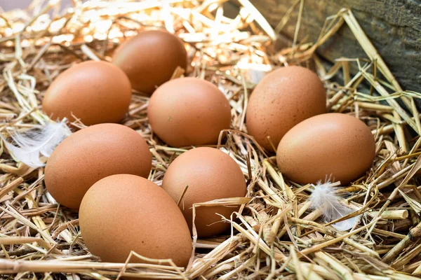 Muchos Huevos Nido Están Hechos Paja Alimentos Obtenidos Pollos Granjas — Foto de Stock