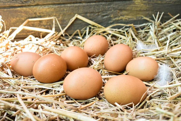 Muchos Huevos Nido Están Hechos Paja Alimentos Obtenidos Pollos Granjas — Foto de Stock