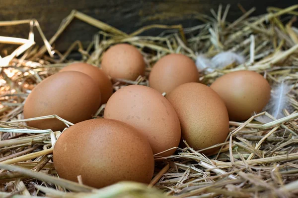 Molte Uova Nel Nido Sono Fatte Paglia Alimenti Ottenuti Polli — Foto Stock