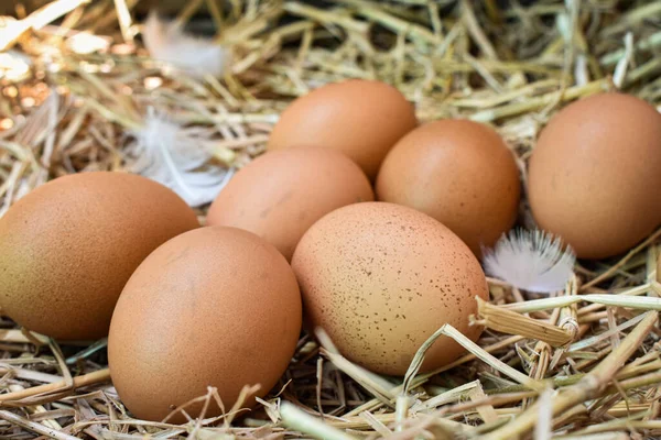 Muchos Huevos Nido Están Hechos Paja Alimentos Obtenidos Pollos Granjas — Foto de Stock