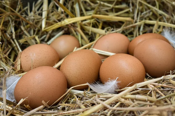 Molte Uova Nel Nido Sono Fatte Paglia Alimenti Ottenuti Polli — Foto Stock