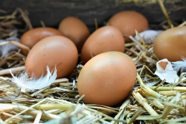 둥지에 짚으로 만들어 닭에서 농장에서 농부들의 생산품 지역에서 — 스톡 사진
