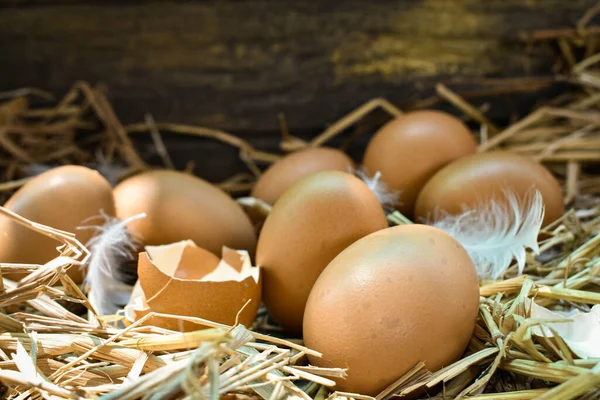 Muchos Huevos Nido Están Hechos Paja Alimentos Obtenidos Pollos Granjas — Foto de Stock