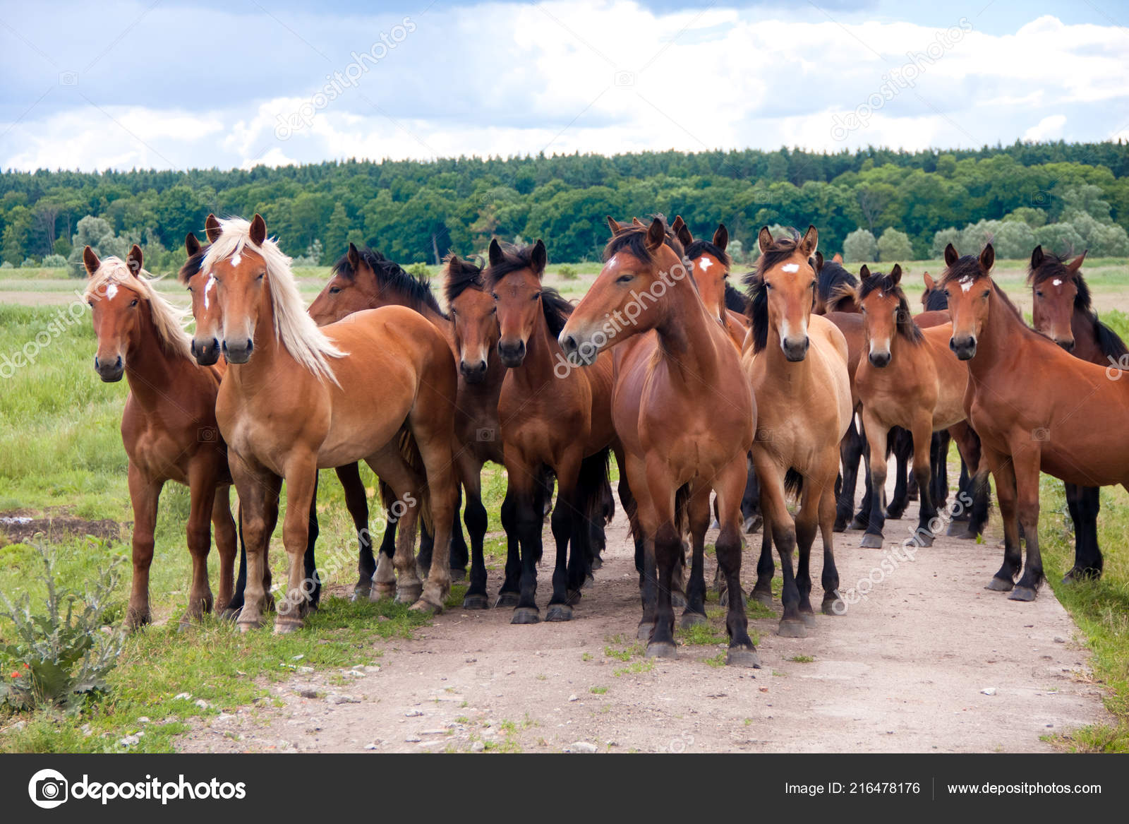 Free Running Wild Horses Meadow Country Midlands Landscape Group Animals Stock Photo by ©atroszko 216478176 Free Running Wild Horses Meadow Country Midlands Landscape Group Animals Stock Photo by ©atroszko 216478176