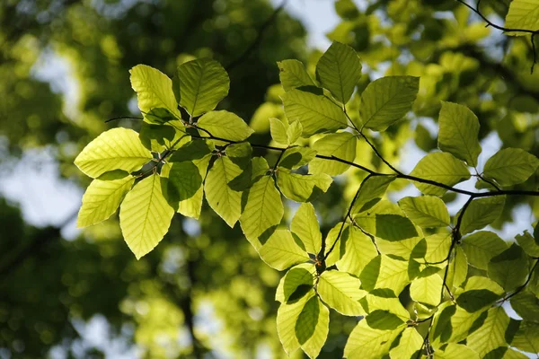 Bukového Listí Větev Closeup Rozostření Pozadí Zelený Strom Sluncem Zádech — Stock fotografie