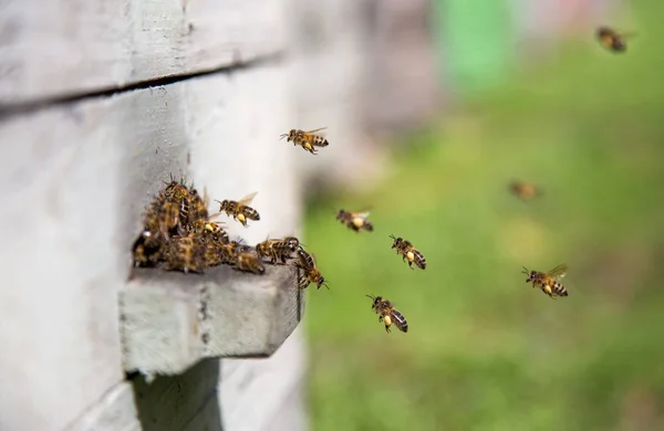 Bijen Landing Bij Bijenkorf Met Stuifmeel Benen — Stockfoto