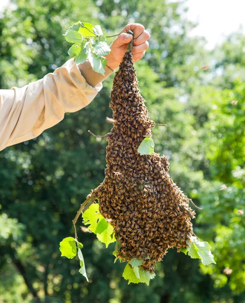 Σμήνος Από Μέλισσες Μέλισσες Μεγάλο Αριθμό Στο Κλαδί Δέντρου — Φωτογραφία Αρχείου