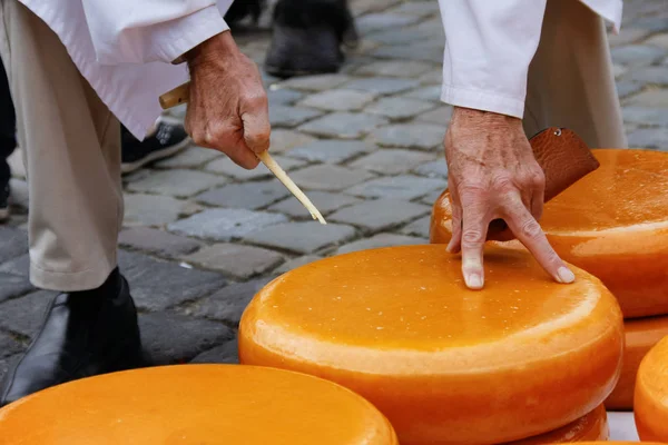ゴーダ オランダの古いチーズ市場でチーズの品質をチェックする男の手 — ストック写真