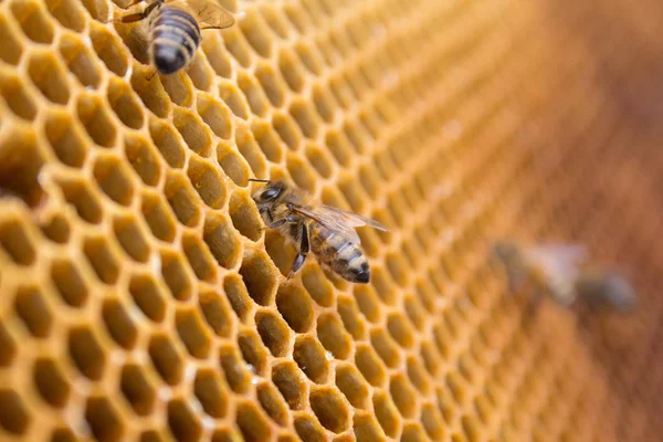 Bijen Een Honingraat Binnen Bijenkorf Zeshoekige Wax Structuur Met Achtergrond — Stockfoto