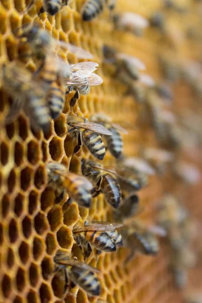 Bijen Een Honingraat Binnen Bijenkorf Zeshoekige Wax Structuur Met Achtergrond — Stockfoto