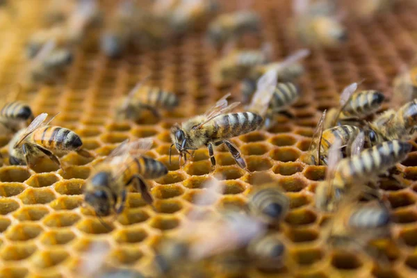 Bijen Een Honingraat Binnen Bijenkorf Zeshoekige Wax Structuur Met Achtergrond — Stockfoto