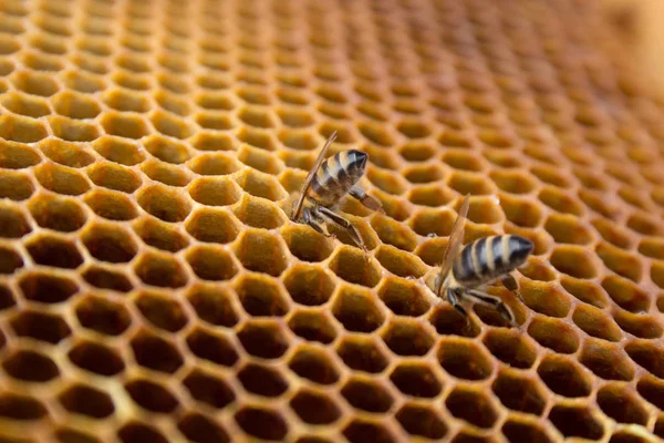 Mézelő Méhek Beehive Belsejében Egy Méhsejt Hatszögletű Viasz Struktúrával Életlenítés — Stock Fotó