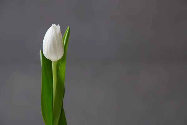 White tulip flower on dark abstract surface. Isolated flowers on a blur background with copy space.