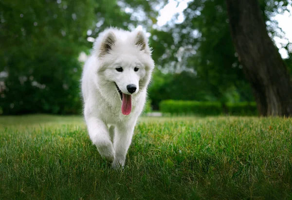 Hvit Samoyed Hund Løper Frem Gjennom Det Grønne Gresset – stockfoto