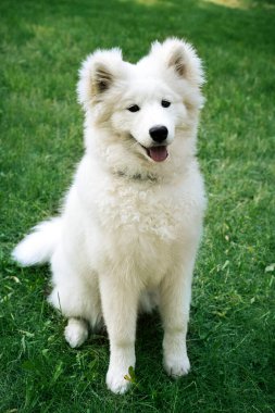 Yeşil çimlerin üzerinde şirin beyaz bir köpek yavrusu oturuyor. Düz görünüyor, kulakları komik ve kabarık