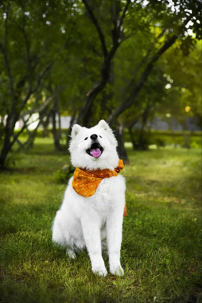 A white Samoyed puppy sits on the green grass. He\'s wearing an orange flowered handkerchief. The puppy is located in the center of the frame, looking up. Vertical frame