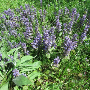 Güneşli yaz çayırları, mavi çiçeklerle dolu.