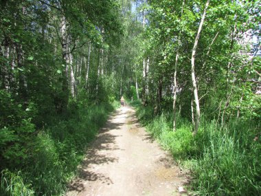 Orman yollarında sabah yürüyüşü