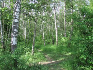 Güneşli bir günde ormanda sabah işi 
