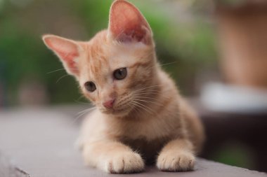 Balkonda bir kedi yavrusu.