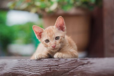 Balkonda bir kedi yavrusu.