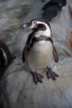 Hayvanat bahçesindeki beyaz siyah penguen taşın üzerinde